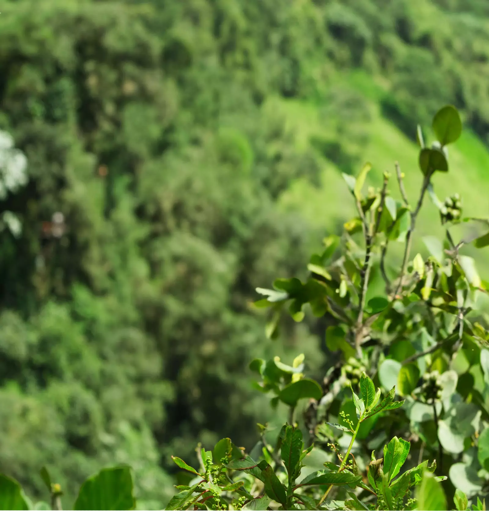 greenery