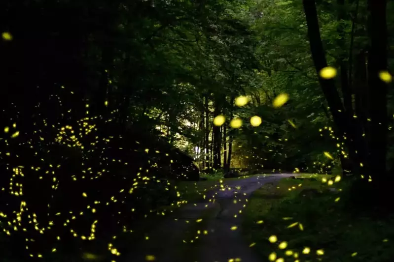 fireflies in the smoky mountains