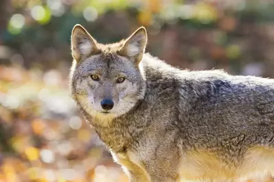 coyote in the smoky mountains