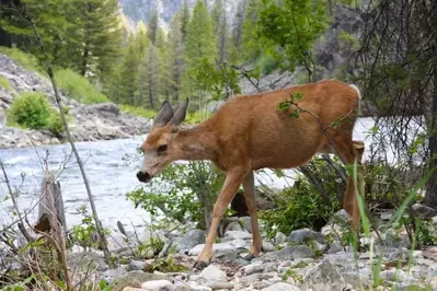 deer walking next to river