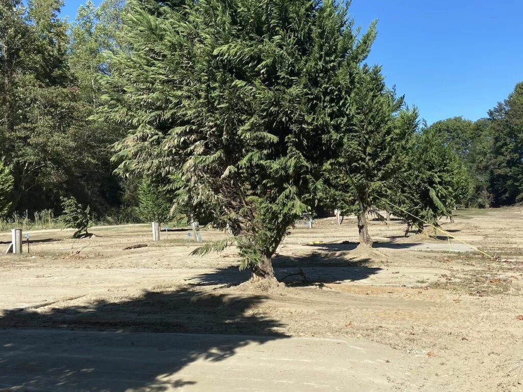 tree