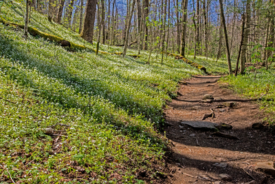 Porters Creek Trail with wildflowers