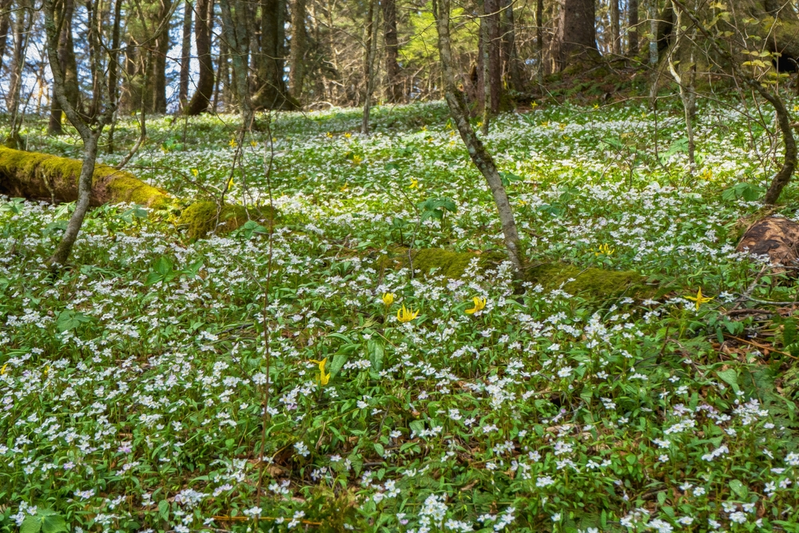 spring beauty and trout lily wildflowers in the Smoky Mountains