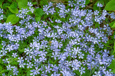 cluster of blue phlox in Whiteoak Sinks