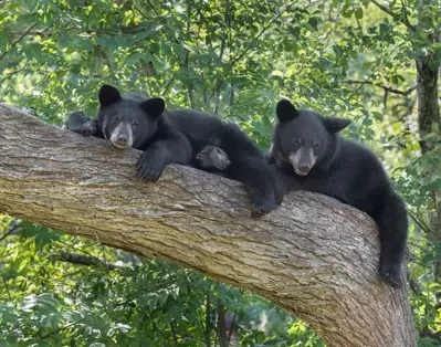 bear cubs in cades cove tennessee