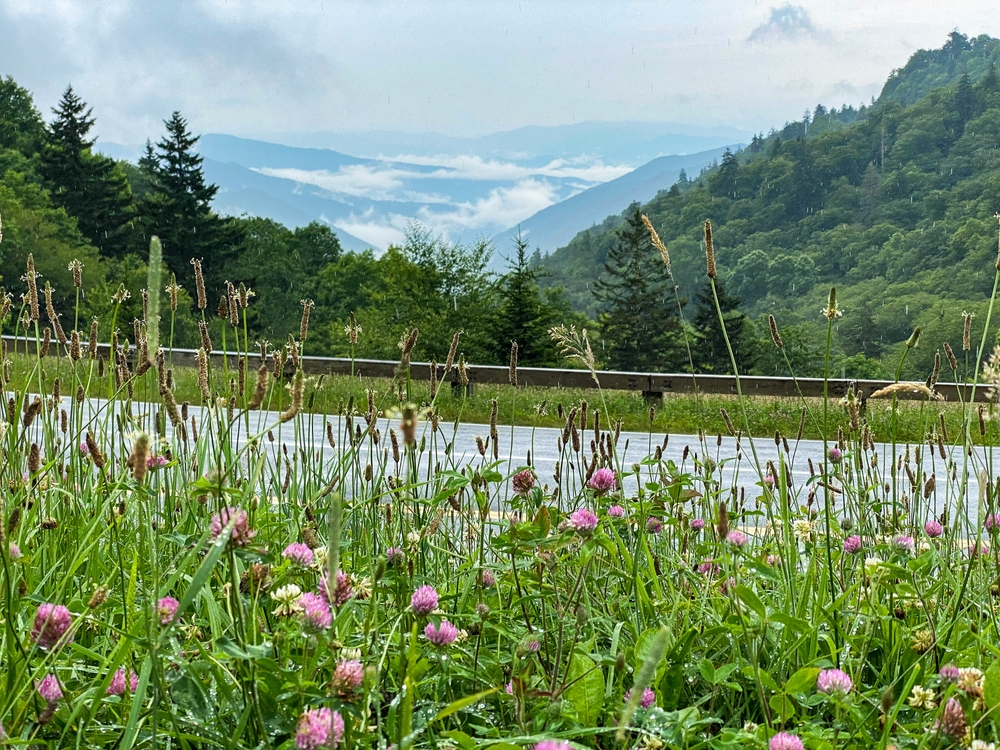 newfound gap road scenic drive in the smoky mountains