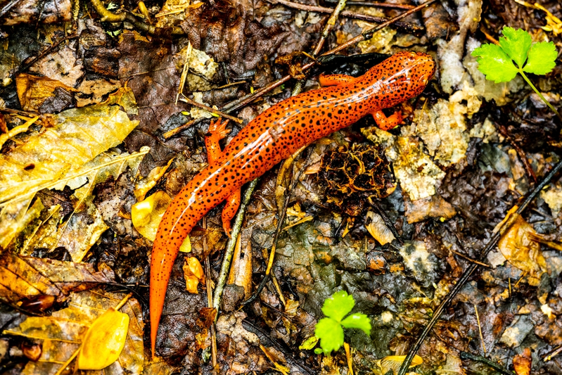 red salamander in Smoky Mountains