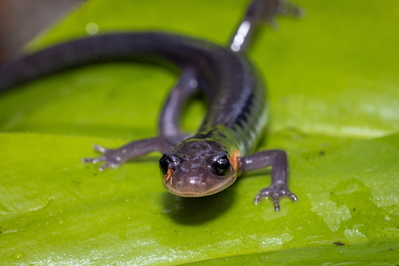 Smoky Mountain salamander on leaf