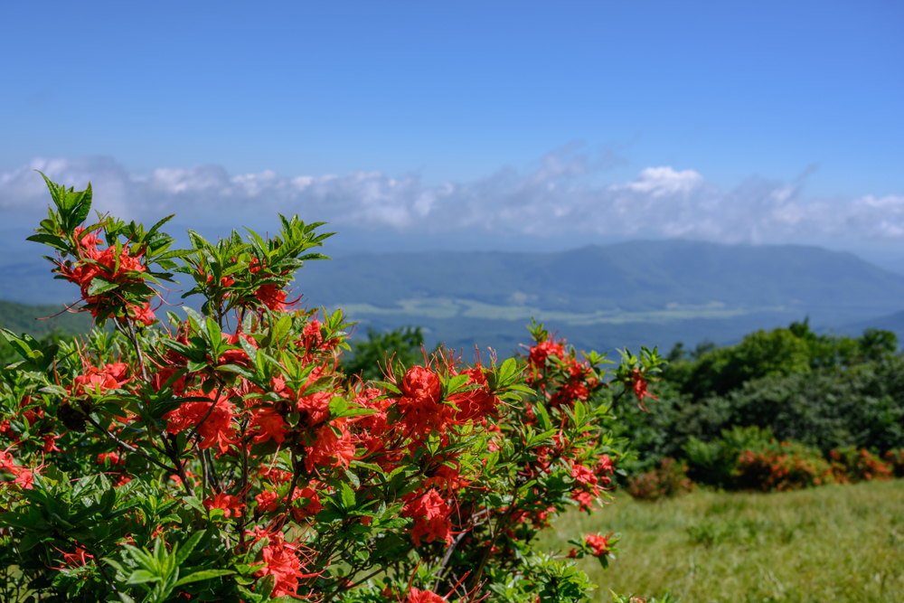 fun facts about the Great Smoky mountains