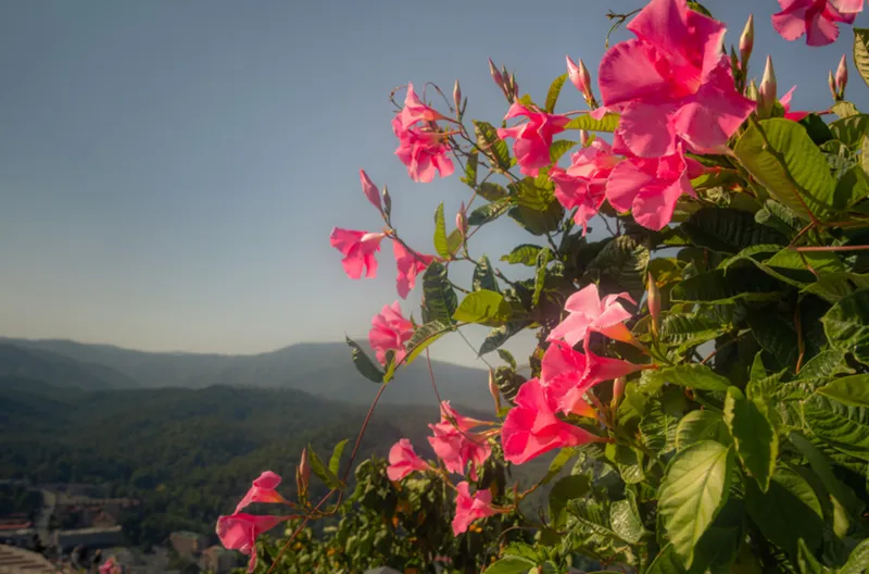 flowers over gatlinburg (1)