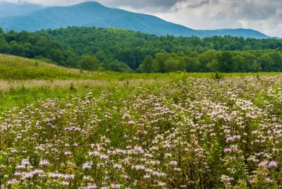 Smoky Mountain spring wildflowers in Cades Cove meadow