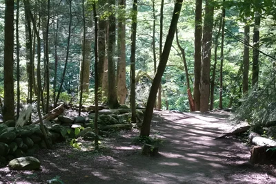 gatlinburg trail