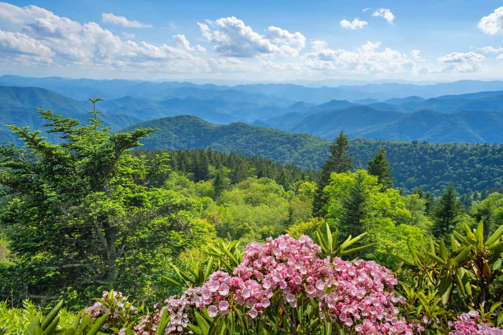 spring in the Smoky Mountains