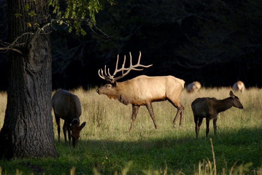 Male and female elk in the Great Smoky Mountains.