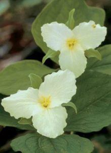 yellow mountain wildflower