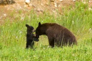 cub and mother sitting in grass playing