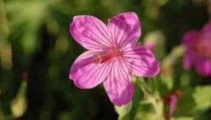 pink wildflower