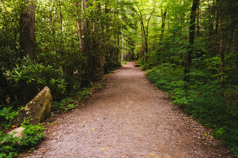 hiking trail in the Great Smoky Mountains National Park
