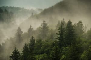 trees in the Smoky Mountains along Blueridge Parkway