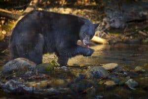 Smoky Mountain black bear near Pigeon River