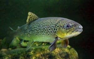 Trout swimming in the Pigeon River.