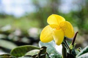 Yellow wildflower you will see while Gatlinburg white water rafting in the spring.