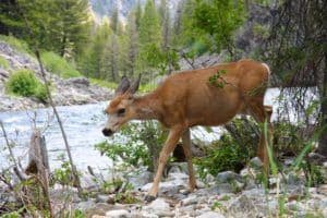 deer walking next to river