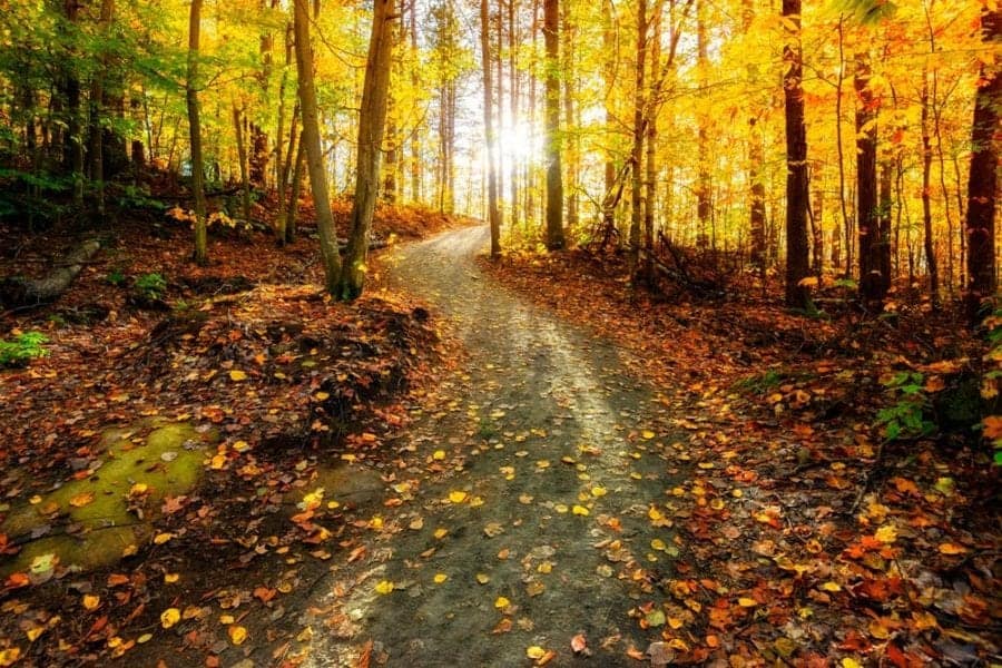 Beautiful fall hiking trail in the Smoky Mountains.