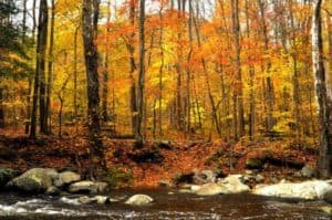 Vibrant fall leaves next to a stream in the Smoky Mountains.