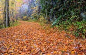 A hiking trail in the Smoky Mountains covered in fall leaves.