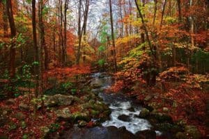 Creek near Great Smoky Mountains during fall