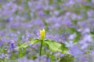 smoky mountain wildflowers