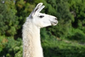 white llama