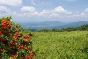 gregory bald trail in the smoky mountains