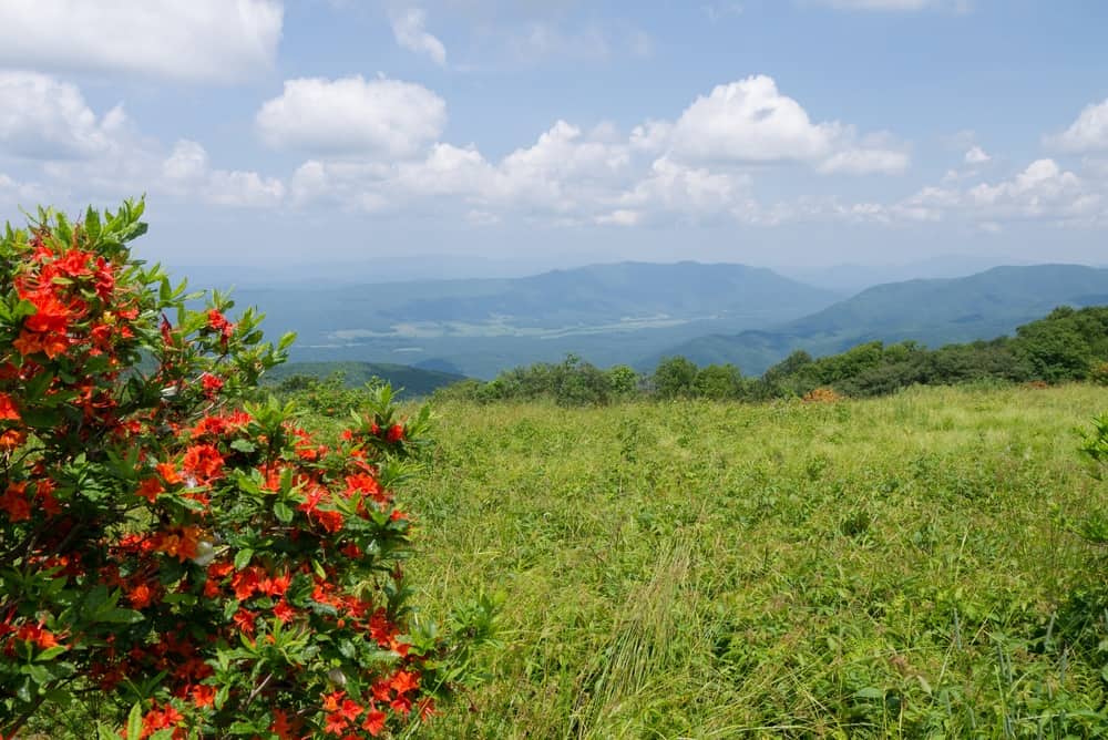 gregory bald trail in the smoky mountains