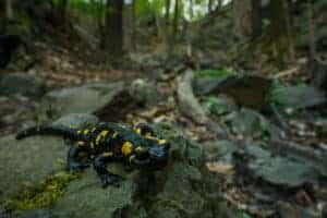 spotted salamander in the smokies