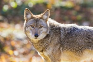 coyote in the smoky mountains