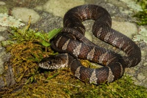 northern water snake smoky mountains