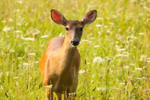 white tailed deer on the cades cove loop