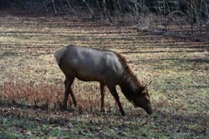 elk in the smoky mountains