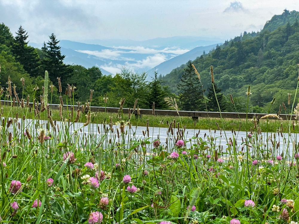 newfound gap road scenic drive in the smoky mountains
