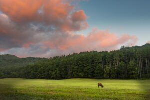 cataloochee valley north carolina scenic drive