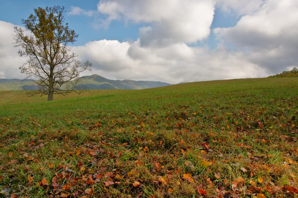 Cades Cove in November