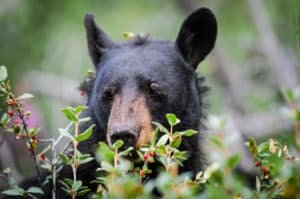 bear eating berries