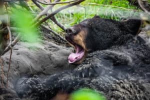 bear yawning