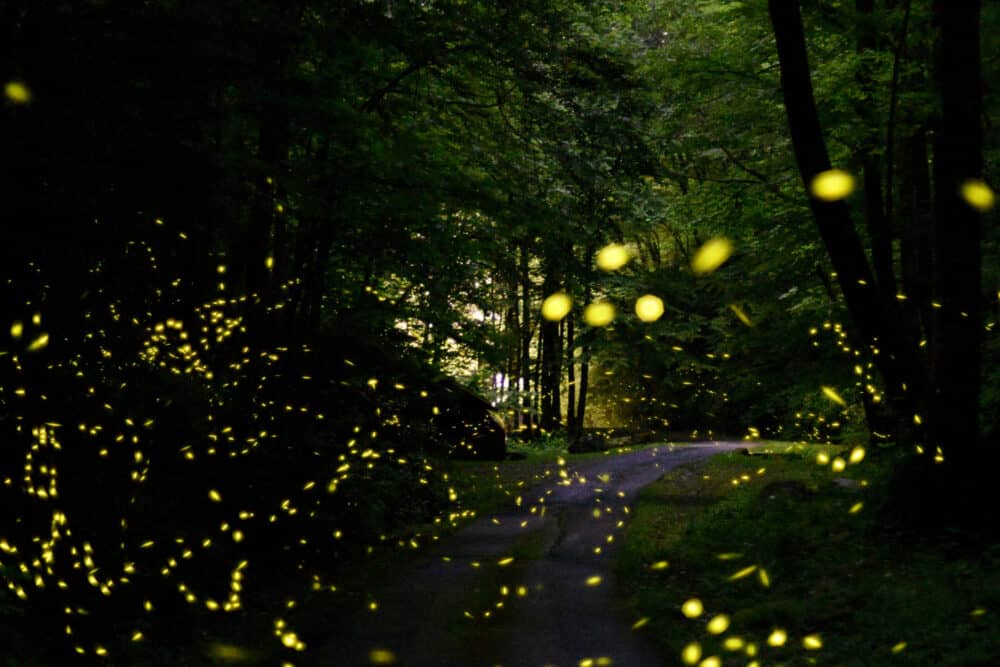 fireflies in the smoky mountains