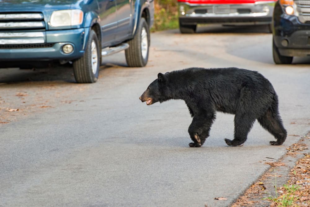 black bear crossing the road in the Smokies