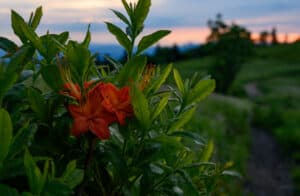 flame azalea in the Smoky Mountains