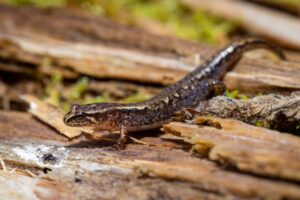 Smoky Mountain salamander on forest floor