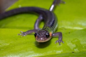 Smoky Mountain salamander on leaf